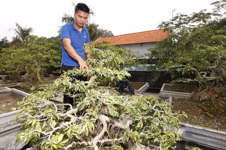 Nhiều cây ông nhờ cậu con trai tạo các thế
