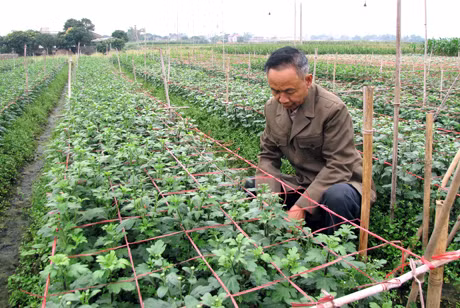 Những ruộng hoa cúc này, sau tết thì người trồng hoa bán phục vụ cho ngày rằm tháng Giêng