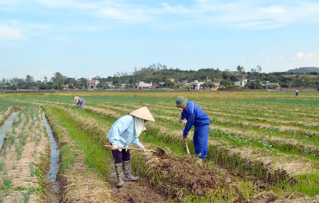Nông dân thôn Đồng Phết, xã Nguyễn Huệ, đang chăm bón cây vụ đông trong mô hình liên kết với Hàn Quốc.