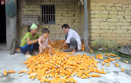 Thu nhập chủ yếu của gia đình ông Hoàng Văn Long, thôn Văn Mây, xã Phong Dụ, Tiên Yên (chồng bị mù, vợ bị thiểu năng trí tuệ) là từ nông nghiệp nhưng thiếu sức khoẻ nên đời sống rất khó khăn. Ảnh: Lan Anh