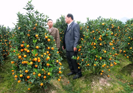 Quất, loài cây trang trí ngày tết trong mỗi gia đình