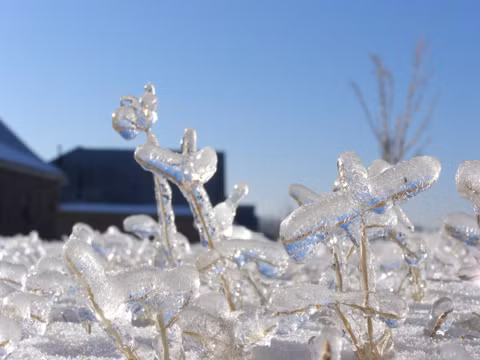 Khi nhiệt độ xuống dưới 32 độ F, tức 0 độ C, mà trời có mưa thì cây cối thường bị đông đá. Khi băng tan thì tạo ra những hình thù rất ngộ nghĩnh.