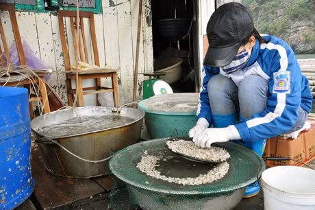 Chọn ngao giống trước khi thả nuôi tại Công ty TNHH Đỗ Tờ.
