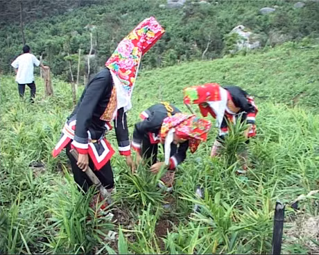 Nông dân các địa phương được hỗ trợ phát triển sản xuất thông qua các mô hình kinh tế.