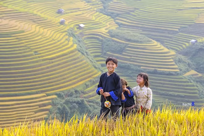  Mỗi năm cứ đến độ thu về là những nương lúa bậc thang vốn đã kỳ vĩ tại Mù Cang Chải lại được dát vàng một màu no ấm. Vào dịp này, nương lúa giống hệt như sân chơi của lũ trẻ. 