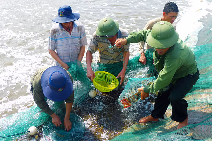 Thu hoạch tôm tại ao nuôi của hộ gia đình ông Đặng Văn Sáu, thôn Hà Dong Nam, xã Hải Lạng (Tiên Yên).