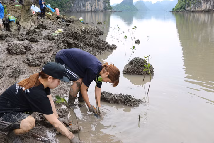 Sinh viên Trường Đại học Kokugakuin (Nhật Bản) tham gia trồng rừng ngập mặn tại Vụng Ba Cửa.