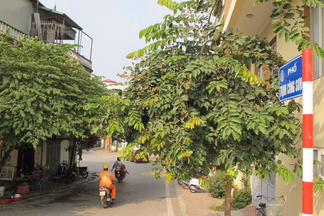 Đường Trịnh Công Sơn tại Hà Nội. Ảnh: Lê Quang Vinh