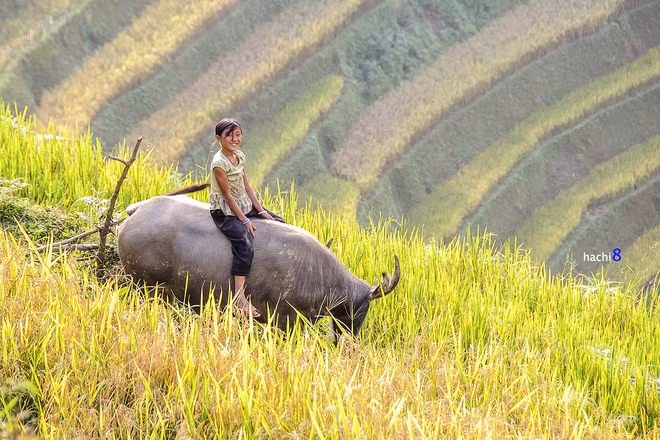  Một em bé chăn trâu giữa mùa vàng.