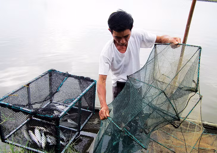 “Triệu phú” Nguyễn Văn Khang thu hoạch cá tại ao đầm của gia đình.