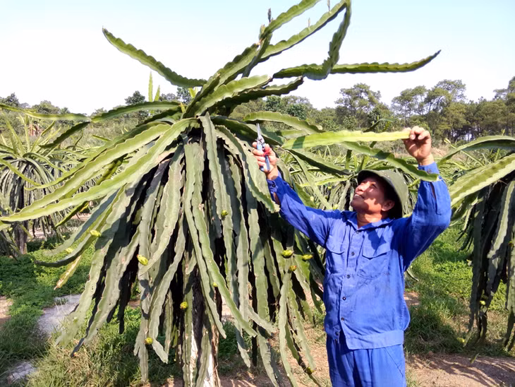 Ông Ngô Văn Tích, khu Cửa Ngăn, phường Phương Đông là một trong những hộ đi đầu trồng cây thanh long ruột đỏ ở Uông Bí.