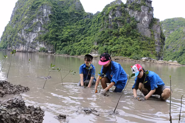 Các tình nguyện viên tham gia trồng rừng ngập mặn tại khu vực Vụng Ba Cửa.