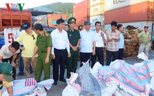 Ngà voi châu Phi được giấu trong 63 bao tải đựng trong container chứa gỗ