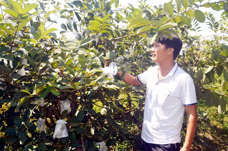Các mô hình kinh tế trang trại, gia trại đã và đang được phát triển mạnh ở xã Quảng Tân. Trong ảnh: Mô hình trang trại của gia đình chị Hoàng Thị Quy, thôn Tân Hợp, Quảng Tân hiện có trên 2.000 gốc ổi bo cho thu nhập khá cao.