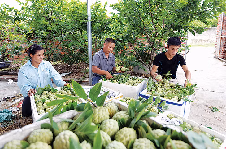 Na dai Đông Triều đang được TX Đông Triều tập trung đầu tư thương hiệu.