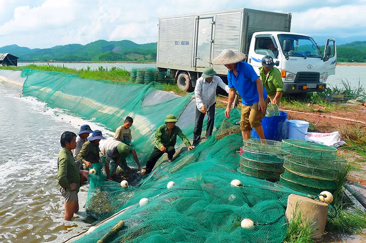 Thu hoạch tôm tại đầm nuôi công nghiệp thôn Hà Dong, xã Hải Lạng (Tiên Yên).