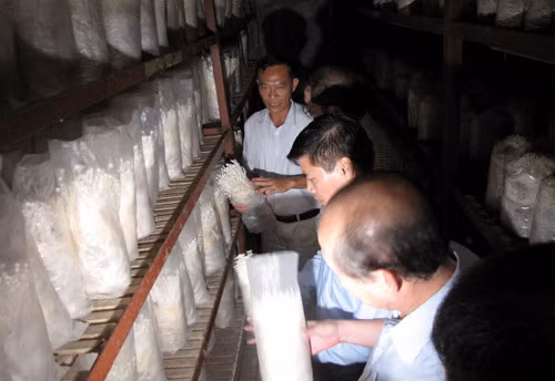 Các thành viên Hội đồng trực tiếp thăm quan phòng nuôi trồng nấm Kim châm
