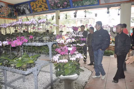 Các đại biểu tham quan gian trưng bày, giới thiệu hoa tại Trung tâm.