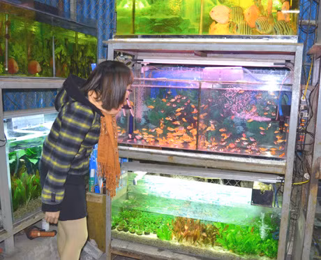 Cuối năm, thị trường cá càng sôi động