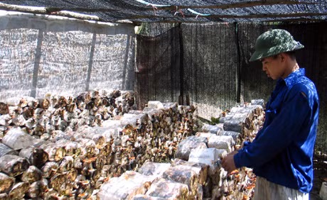 Mô hình trồng nấm linh chi của gia đình anh Hoàng Văn Lưu, thôn 3, xã Quảng La (Hoành Bồ).