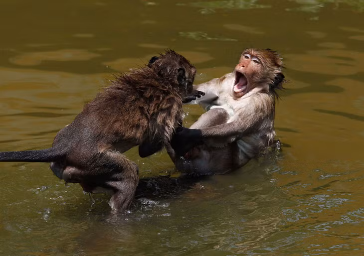 Hai chú khỉ cùng tắm trong hồ nước mát vào ngày hè nóng bức.