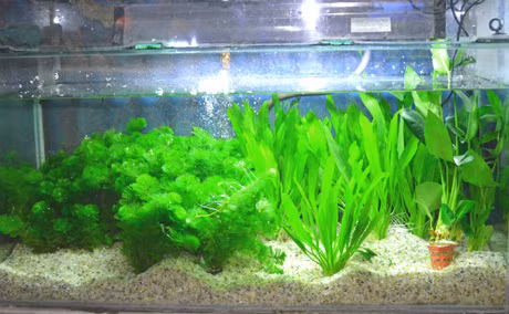 Các loại cây cảnh 