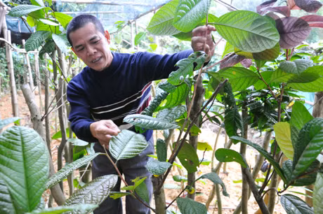 Anh Trần Mến giới thiệu những công dụng, đặc tính của cây trà hoa vàng.