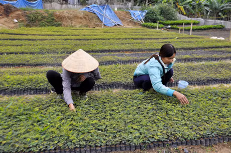 Người dân khu 8, thị trấn Trới chăm sóc cây keo giống.