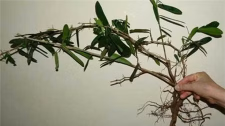 Cây xáo tam phân