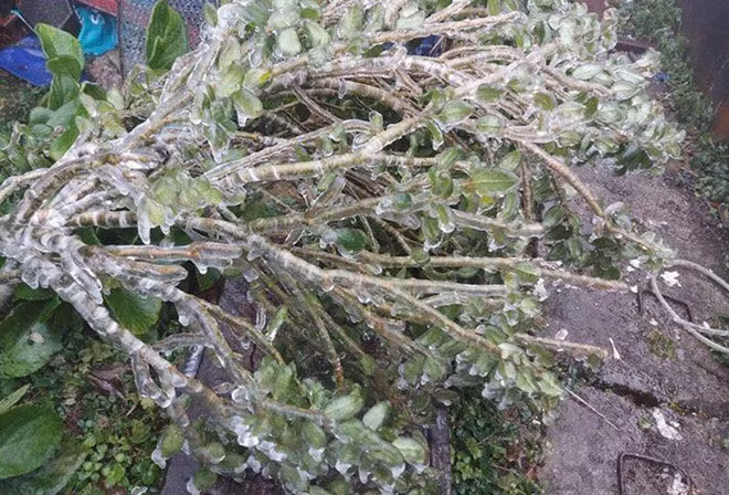 Nhiều cây cỏ đóng băng vào sáng sớm nay. Ảnh: Nguyễn Viết Mai.