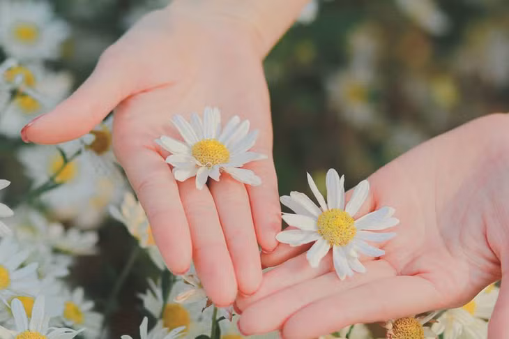 Mùa cúc họa mi thường rất ngắn, thoáng chốc những gánh hàng rong trên phố thưa dần sau khoảng 2 tuần bung nở. Chính vì thế, mỗi độ hoa về, người Hà Thanh nhanh chóng mua một vài bó về trang trí, ngắm nhìn, không mùa hoa đi mất cũng giống như đầu đông cũng đi qua mà ta còn chưa cảm nhận được.
