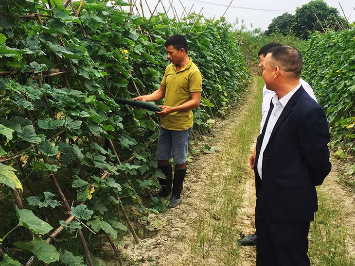 Mô hình trồng bí xanh cao sản của gia đình ông Dương Văn Dũng, thôn 4 xã Quảng Minh cho thu nhập cao.