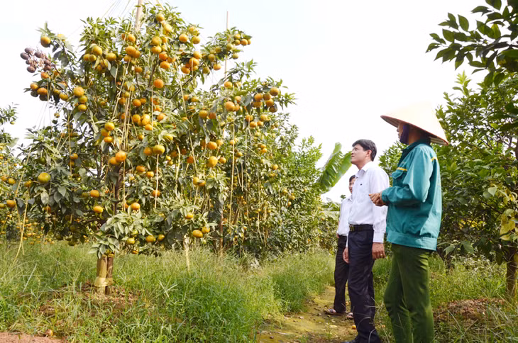 Người dân TX Đông Triều đầu tư chỉnh trang xây dựng vườn mẫu, nâng cao giá trị sản xuất (Trong ảnh: Vườn cam 1,8 ha cho thu nhâp hàng trăm triệu đồng/năm của hộ gia đình anh Dương Văn Ký, thôn An Biên, xã Thủy An, TX Đông Triều)