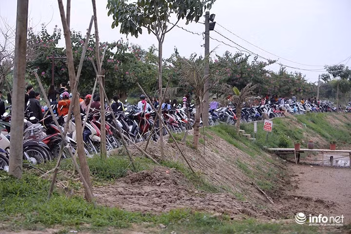 Lối vào các vườn cúc hoạ mi ngoài bãi đá sông Hồng luôn chật cứng bởi các bãi trông giữ xe mọc lên khắp nơi.