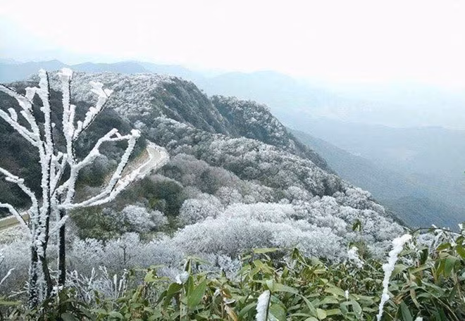 Băng giá phủ kín các tán cây trên đỉnh núi Phia Oắc. Ảnh: Nguyễn Viết Mai.