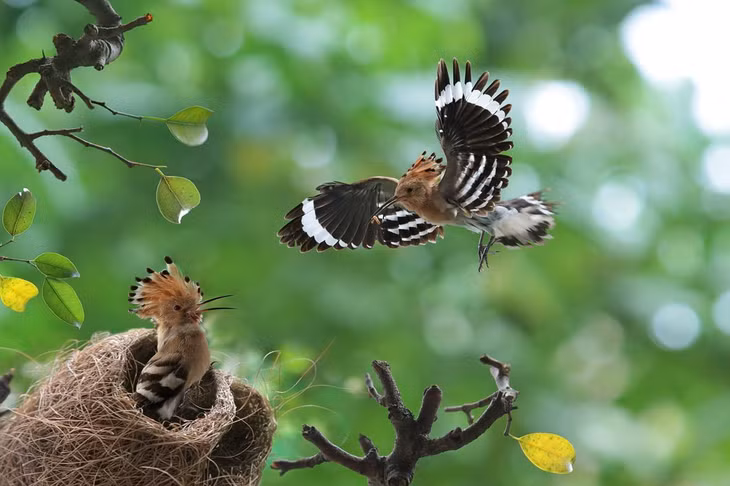 Chim đầu rìu ở rừng Bãi Soi, phường Bắc Sơn, TP Uông Bí về tổ. 
