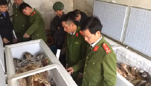 Cảnh sát thu giữ hai xác hổ. Ảnh: C.A.