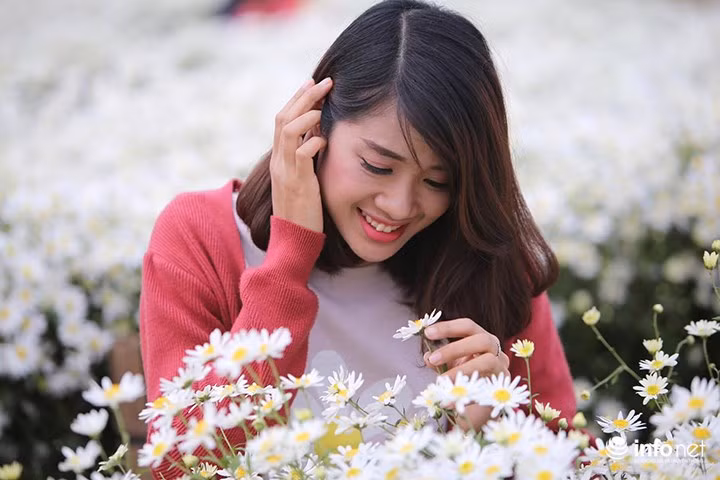 Do mùa cúc hoạ mi quá ngắn nên vào những ngày cuối tuần, các vườn hoa này luôn chật cứng người tới chụp ảnh.