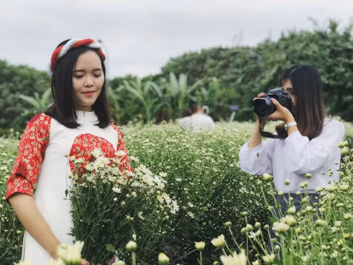 Cúc họa mi được trồng rải rác ở khu bãi đá sông Hồng, thuộc phường Nhật Tân, đoạn sau chợ hoa Quảng An, quận Tây Hồ. Trong vườn, cúc họa mi được trồng xen với các luống đào và cúc đại đóa.