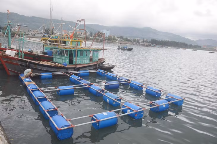 Nguyễn Huy Mạnh, thôn Ngọc Nam, xã Ngọc Vừng, huyện Vân Đồn là một trong những hộ tiên phong sử dụng ống thép mạ kẽm nhúng và thùng phi nhựa để làm bè nuôi cá. 