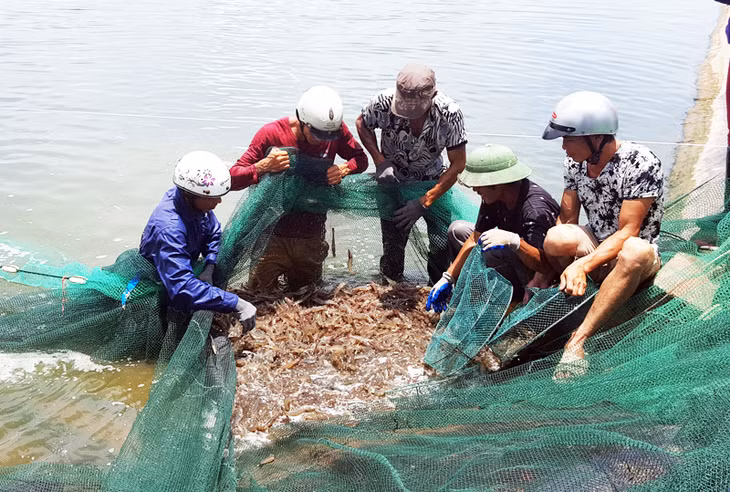 Ông Trịnh Công Rằng, một hộ nuôi tôm công nghiệp tại vùng nuôi tôm Hải Lạng thắng lớn trong vụ nuôi Xuân hè vừa qua