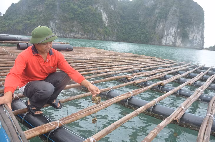 Ông Bính thiết kế ống nhựa HDPE vào nuôi hàu