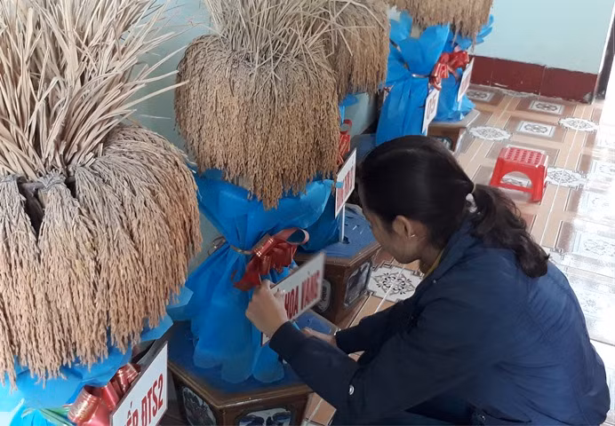 Mẫu trưng bày sản phẩm nếp cái hoa vàng do ông Tiến phục tráng.
