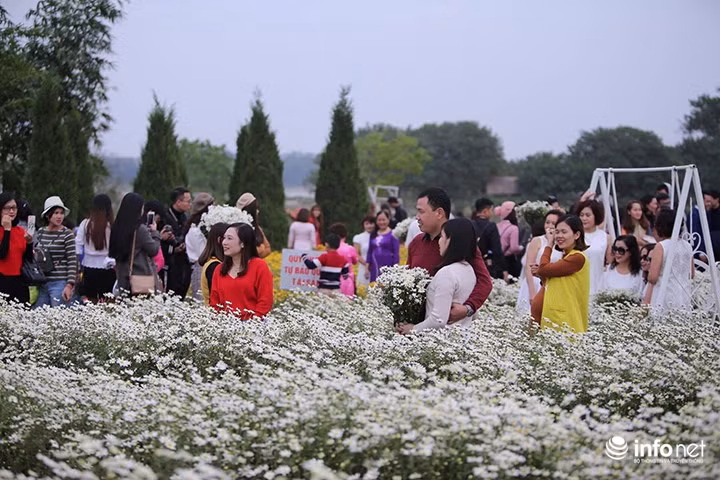 Cúc hoạ mi là loại hoa rất đặc trưng cho thời điểm giao mùa. Loại hoa này chỉ nở rộ trong những ngày đầu đông và cũng sớm tàn.