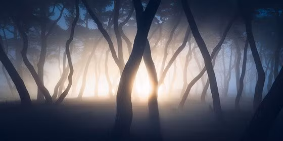 Tác phẩm "Stranger Things" của tác giả Nate Merz vào top ảnh đẹp hạng mục Amateur Nature/Landscapes, chụp rừng thông trong sương mù khi được đèn pha ôtô chiếu vào ở Boeun, Hàn Quốc.