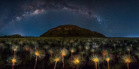 Tác phẩm "Paepalanthus at Moonlight" của tác giả Marcio Cabral, chụp bầu trời đêm sáng trăng trên công viên Veadeiros Tablelands, Brazil.