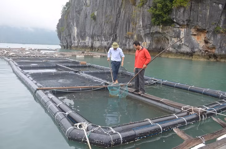 Gia đình ông Nguyễn Sỹ Bình, thôn 5, xã Hạ Long là một trong những hộ dân được mời tham gia Dự án. Ông Bính đã tự mày mò nghiên cứu, thiết kế lồng bè nuôi cá và hầu bằng vật liệu ống nhựa HDPE theo đúng mục đích, nhu cầu sản xuất của mình. 