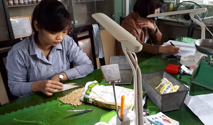 Nhân viên Công ty CP Giống cây trồng Quảng Ninh đang tiến hành công đoạn chọn giống. 