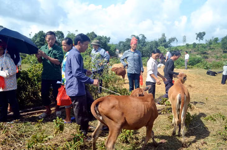 Chương trình “Bò giống giúp người nghèo biên giới” đã giúp nhiều hộ dân các thôn, xã ĐBKK trên địa bàn tỉnh có thêm trợ lực phát triển kinh tế. Ảnh Phương Thúy
