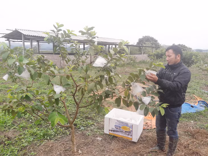 Tranh thủ lúc vợ con nghỉ ngơi anh Từ Văn Seo mới ra chăm sóc vườn ổi của gia đình